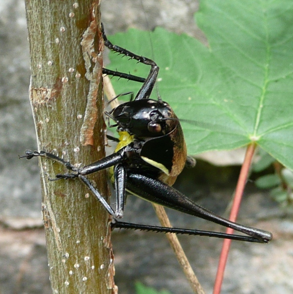 Pholidoptera aptera?